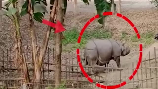 Rhino Attack ক্ষেত্ৰীৰ মালয়বাৰীত গঁড়ৰ আতংক Assamese News #shorts