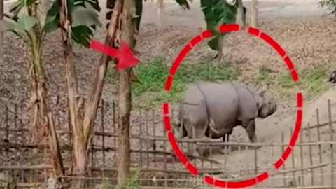 Rhino Attack ক্ষেত্ৰীৰ মালয়বাৰীত গঁড়ৰ আতংক Assamese News #shorts