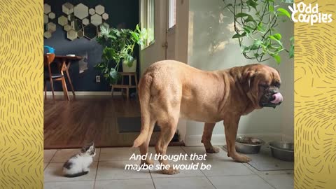 135-Pound Mastiff Becomes Obsessed With A Tiny Kitten _ The Dodo Odd Couples.