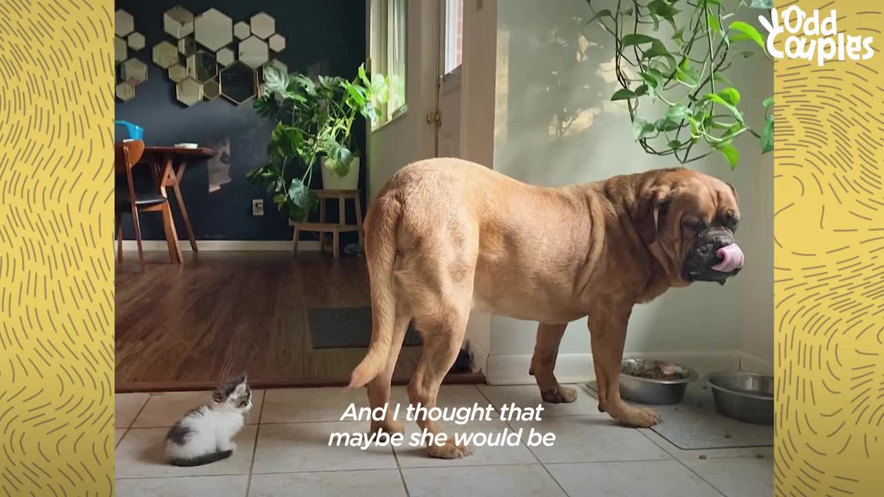 135-Pound Mastiff Becomes Obsessed With A Tiny Kitten _ The Dodo Odd Couples.