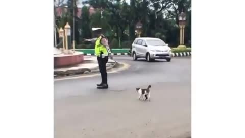 cat is crossing the road