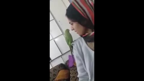 5 Funny Talking Parrots creepy and coolp14