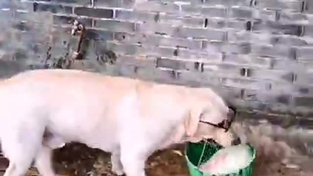 Smart dog drinking water from tag