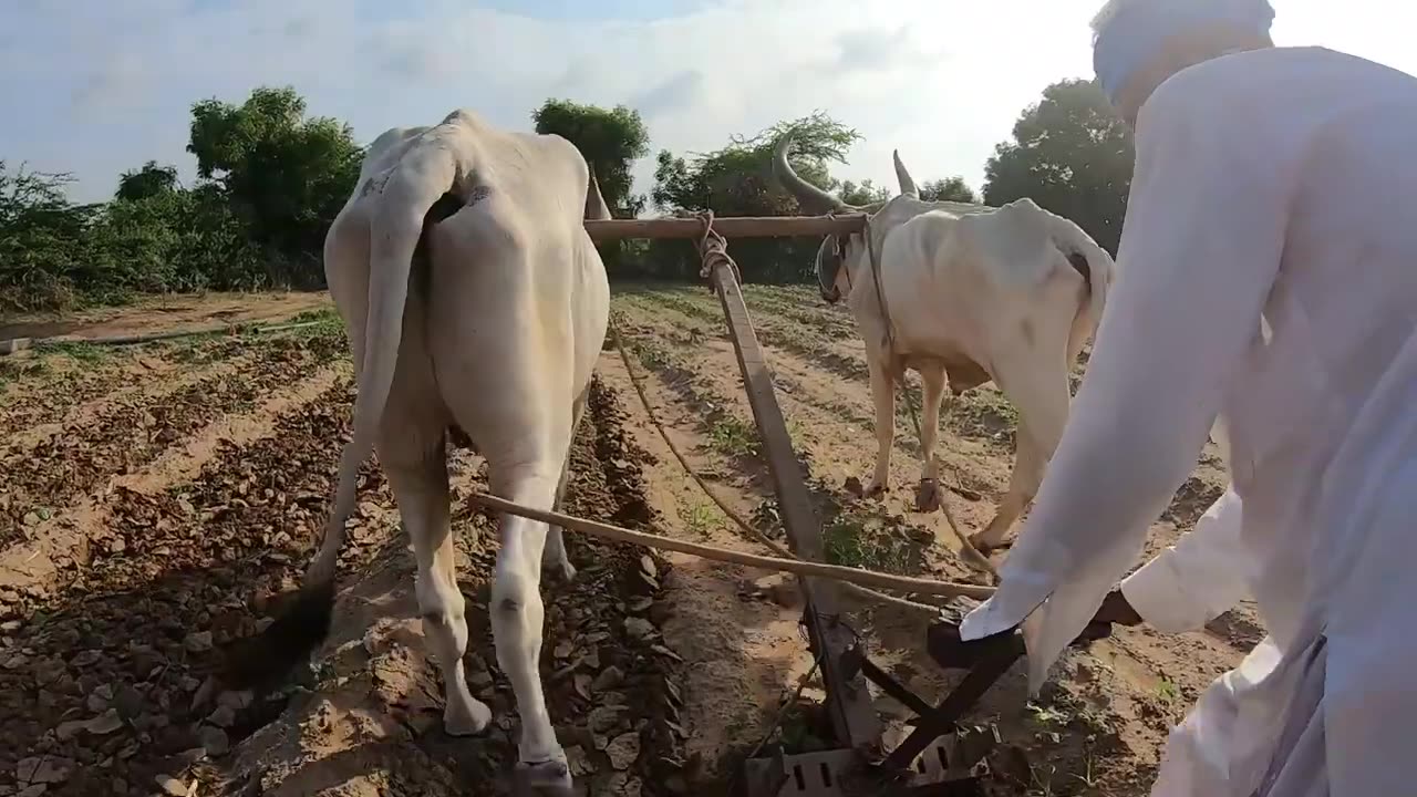 Indian traditional agriculture. Agriculture of India by ox. Ploughing the agricultural field