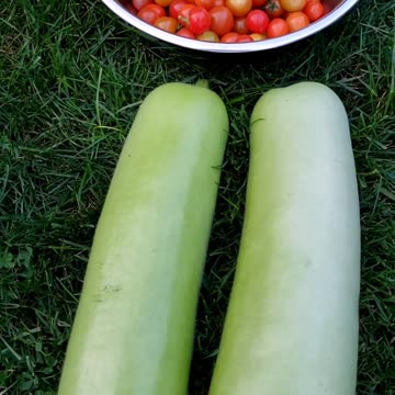 Growing, Caring, Harvesting. Fresh Produces in Summer Vegetable Garden 2023