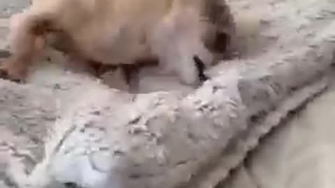 Funny Angry Dogs Compilation #Shorts