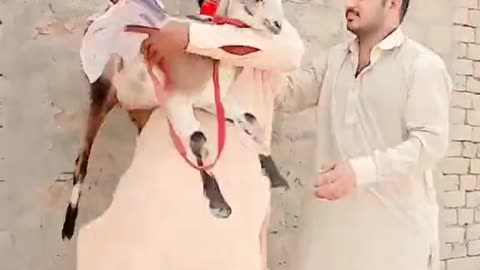 Just funny