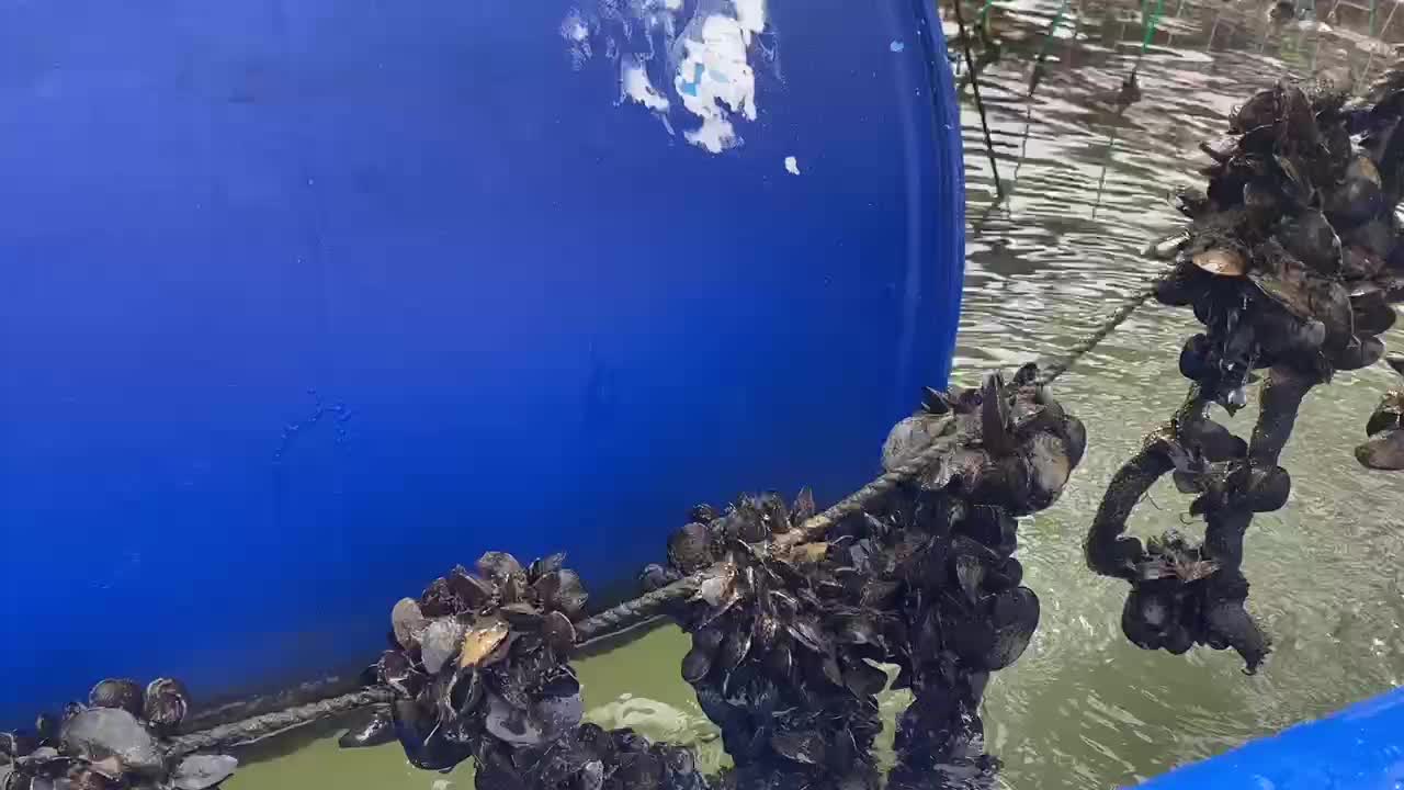 mussels clinging to ropes