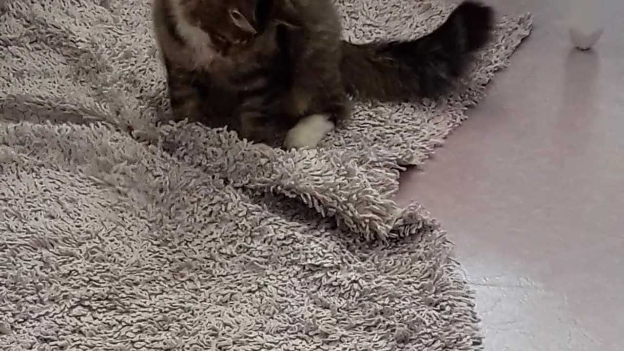 Cat Playing on Carpet