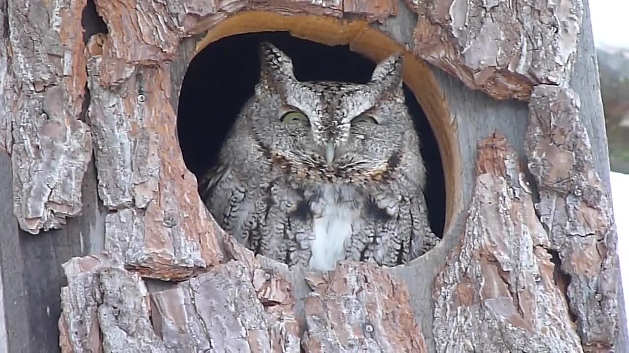 Eastern Screech Owl in box