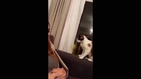 Cat and dog top funny viral video