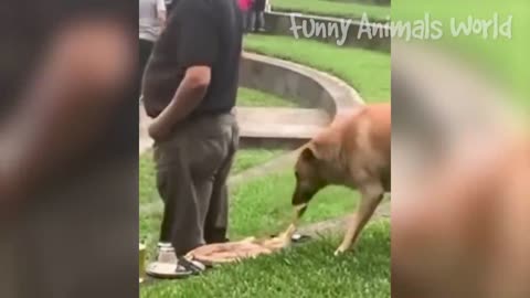 Funniest Dogs And Cats Videos 😅 - Best Funny Animal Videos 2022