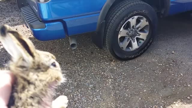 Baby Bunny Attacks