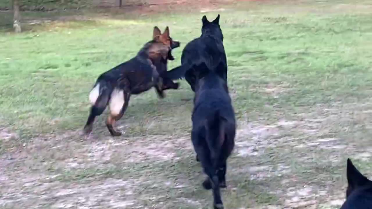 Maybe the BEST German Shepherd Run-n-Gun EVER!!!