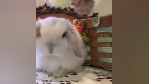 Best Cute Bunny Video Ever!