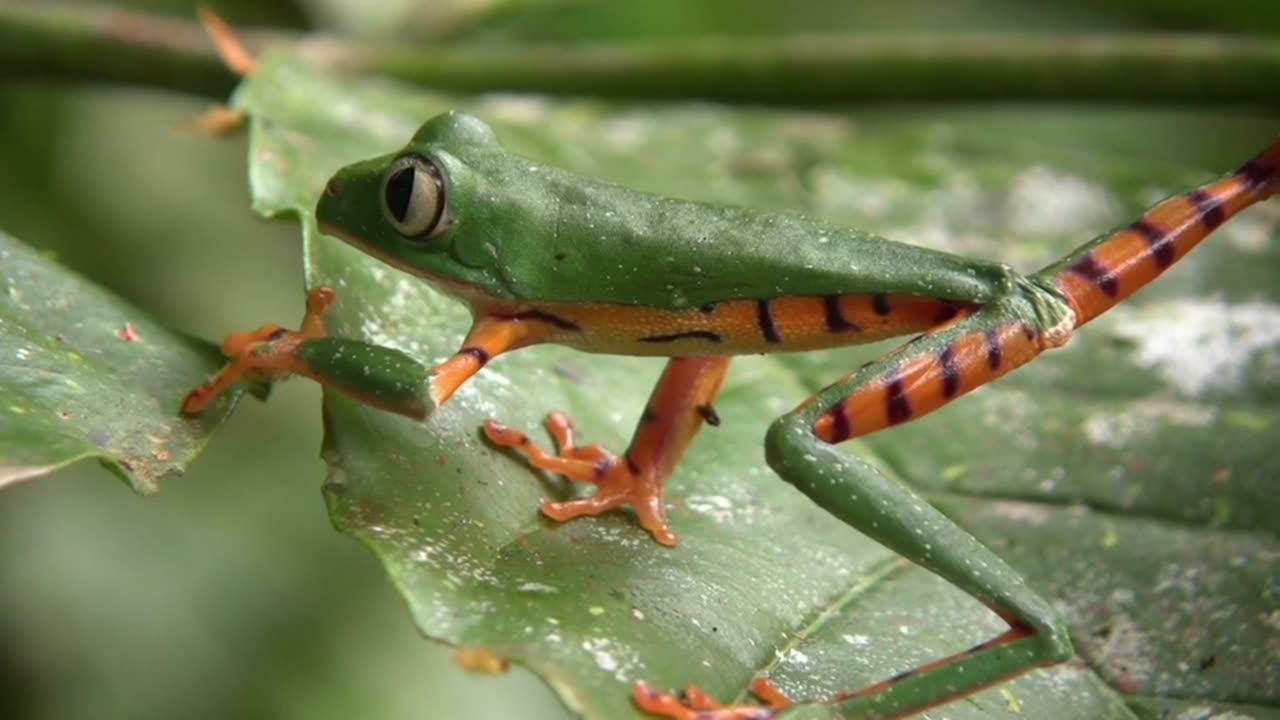 Little Frog's Big Leap