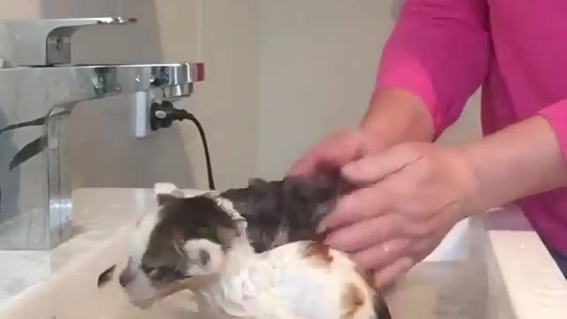 love cats