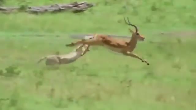 Leopard - Targeted Attack