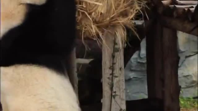 Secretly photographed female star daily # panda