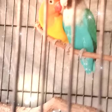 Love Birds