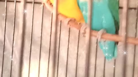 Love Birds