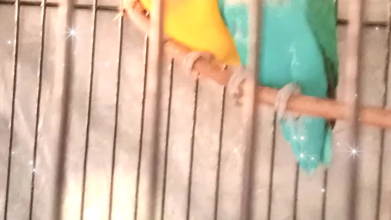 Love Birds