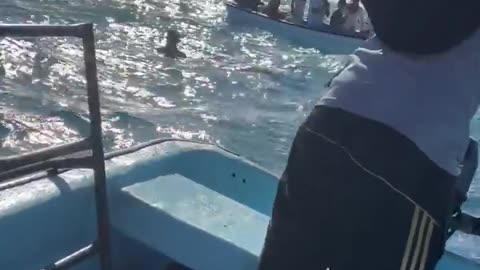 Girls Jumps in water to swim with Dolphines