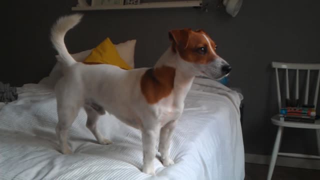 Jack Russell Terrier Filo trying to howl