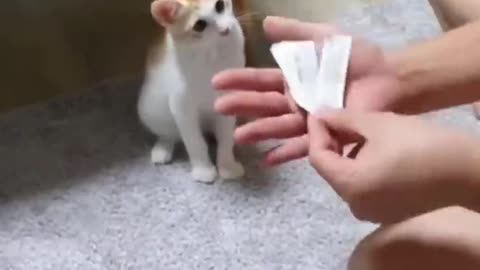 AWW Top Funny Cats And Dogs Videos
