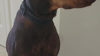 Cute Birthday Doberman shaking hands