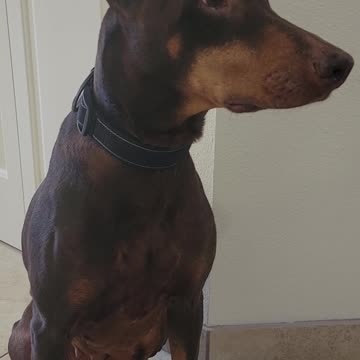 Cute Birthday Doberman shaking hands