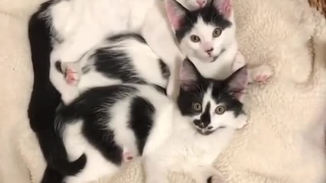 catsfordepression