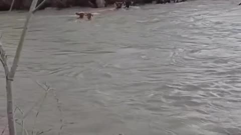 Cows are crossing the River