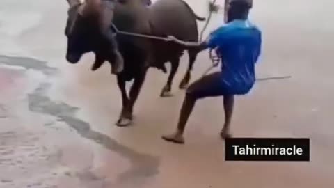 Comedy videos in cow