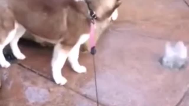Animals never fail to make us laugh Super funny animal compilation,