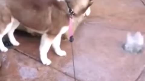 Animals never fail to make us laugh Super funny animal compilation,