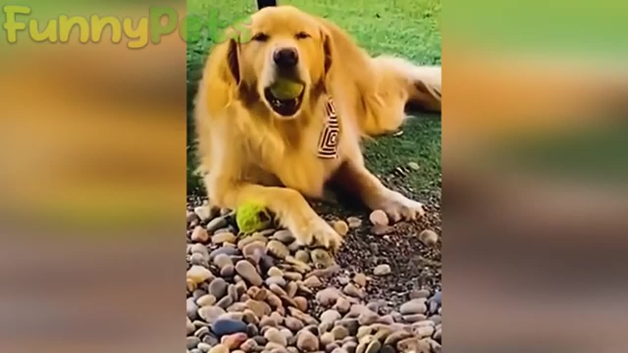 Funny pets