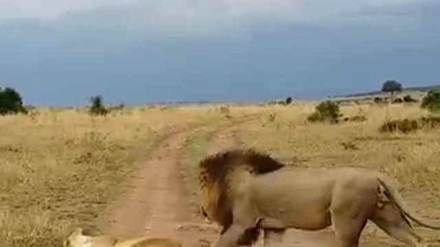 Even lions know how surprise their queens.