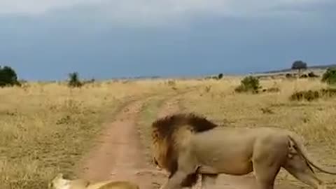 Even lions know how surprise their queens.