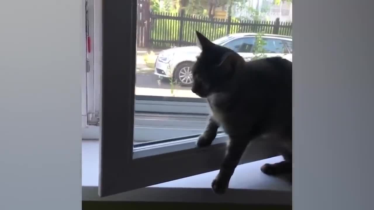 1 Hour of the Funniest Cats | Funny Pet Videos