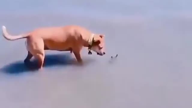 Dog funny video🤣