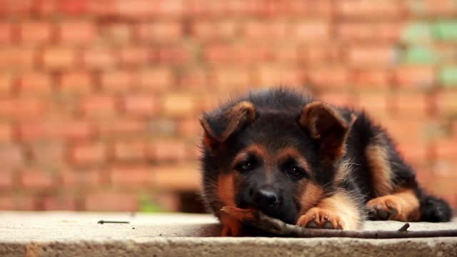 German Shepherd puppy