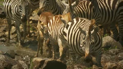 Shani the Zebra's incredible escape from ferocious crocodiles