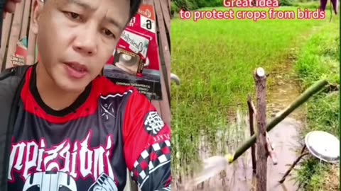Panakot sa ibon!!