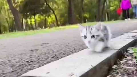 Running cut cat 🐈😺