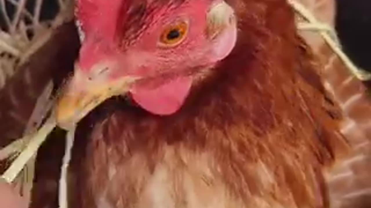 Amazing chicken 🐓 trending video