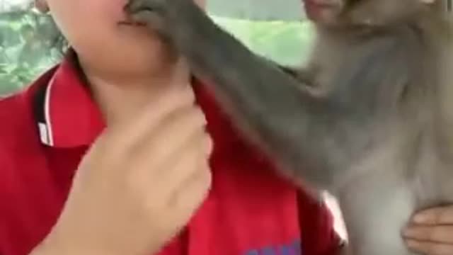 Monkey funny