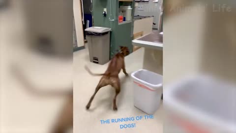Funny Cats And Dogs Videos - Funniest Animal Videos 2022 😺