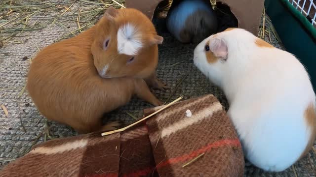 Best guinea pig noises of the wheek!