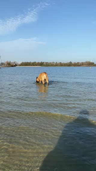 Harry the Bull Mastiff